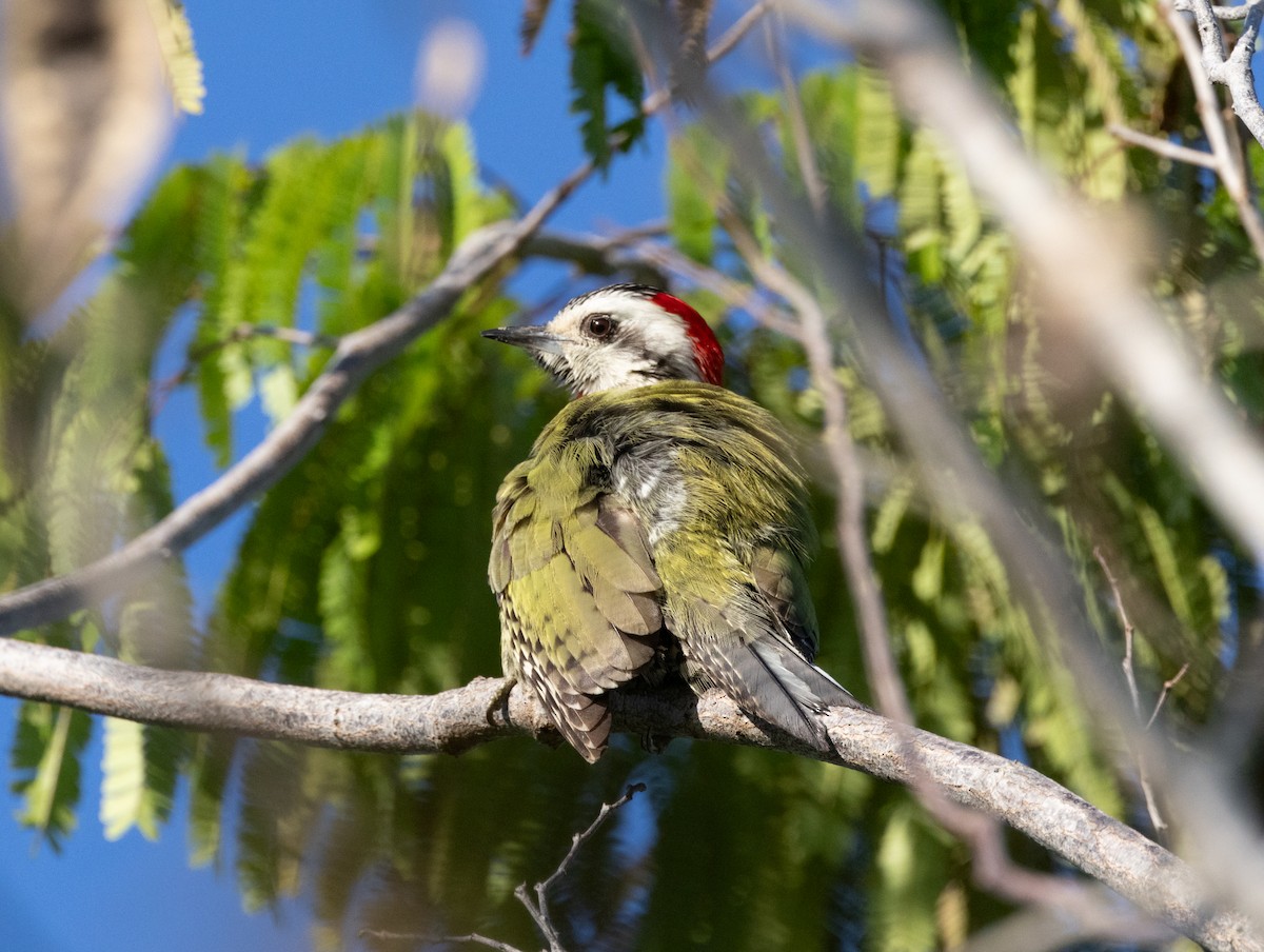Cuban Green Woodpecker - ML618447133