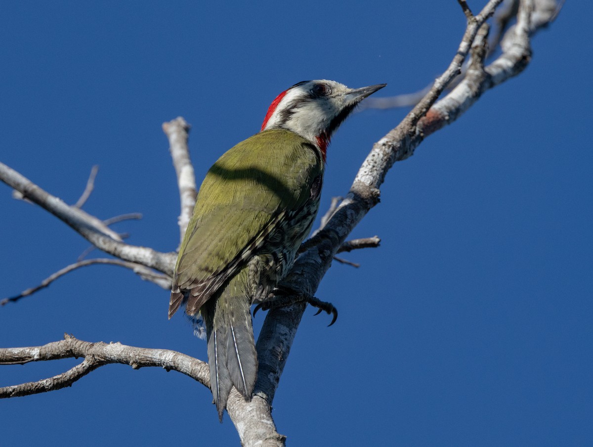 Cuban Green Woodpecker - ML618447134