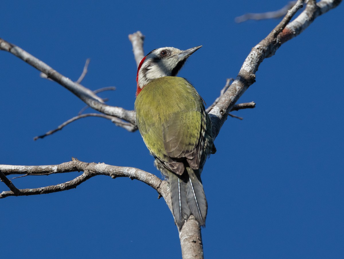 Cuban Green Woodpecker - ML618447135