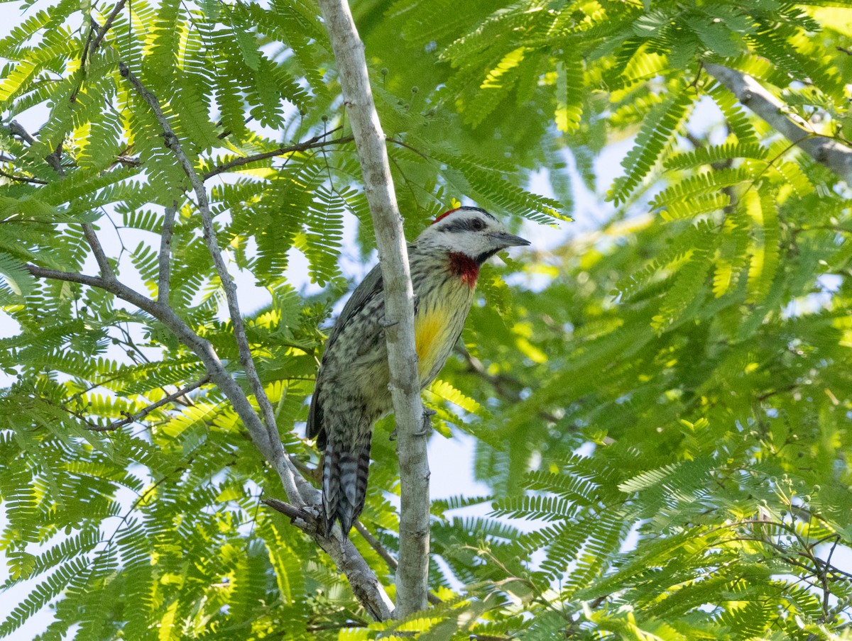 Cuban Green Woodpecker - ML618447138