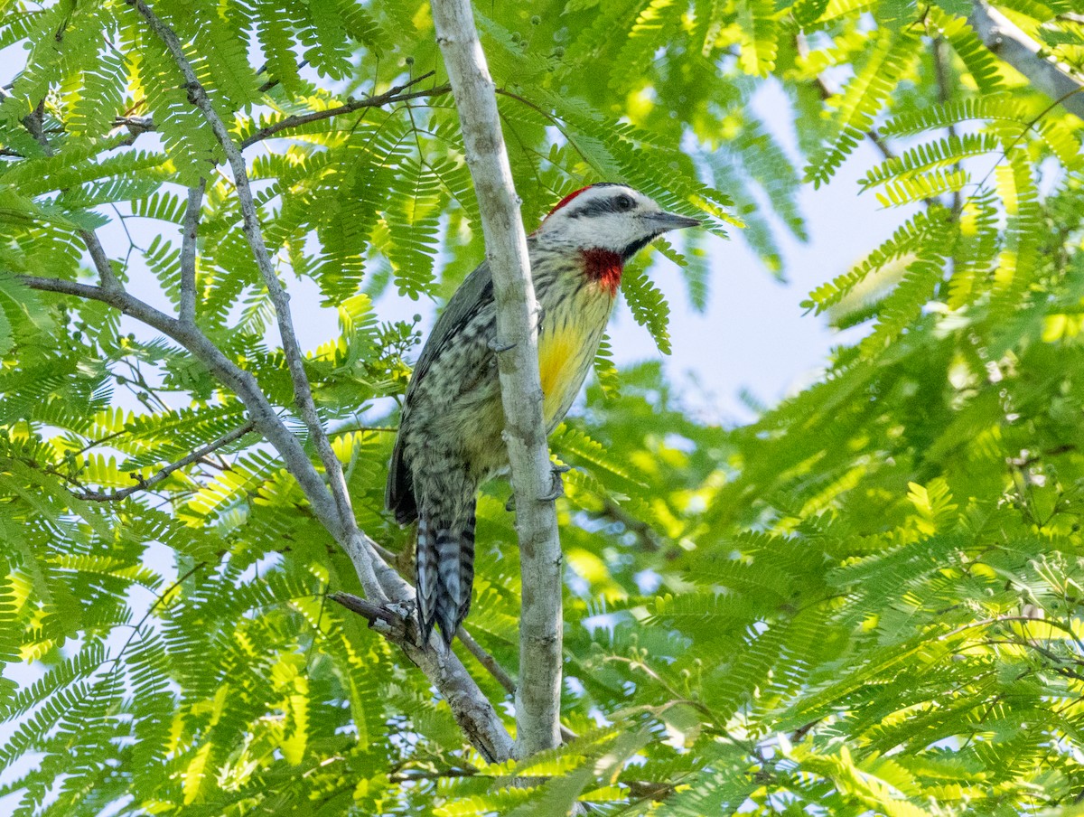 Cuban Green Woodpecker - ML618447139