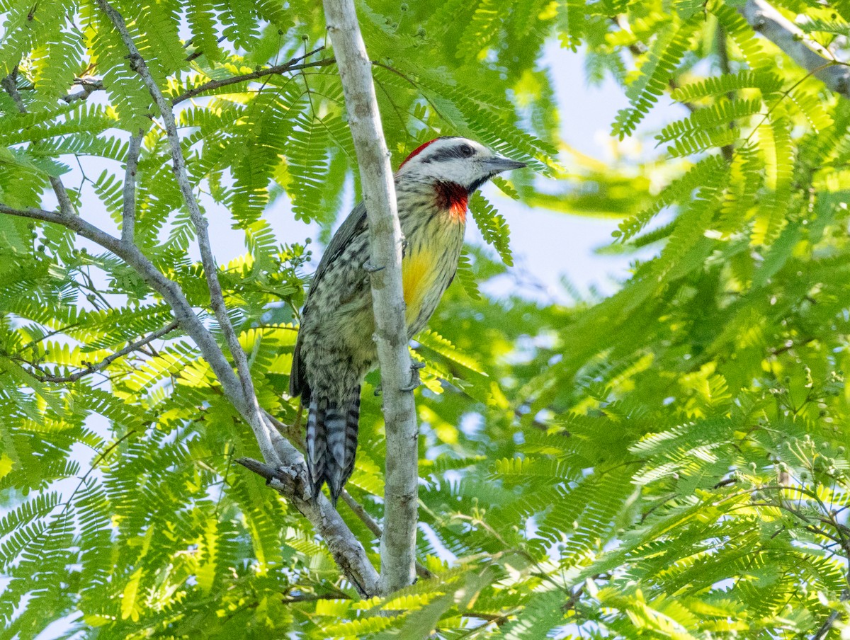 Cuban Green Woodpecker - ML618447140