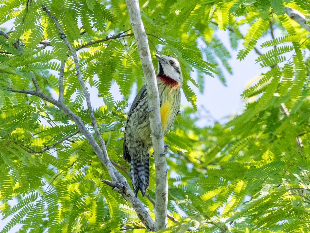Cuban Green Woodpecker - Silvia Faustino Linhares