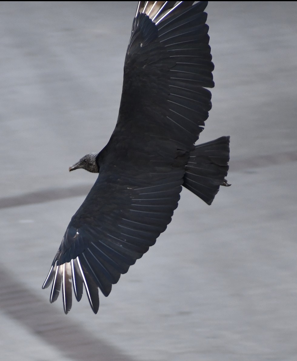 Black Vulture - ML618447150