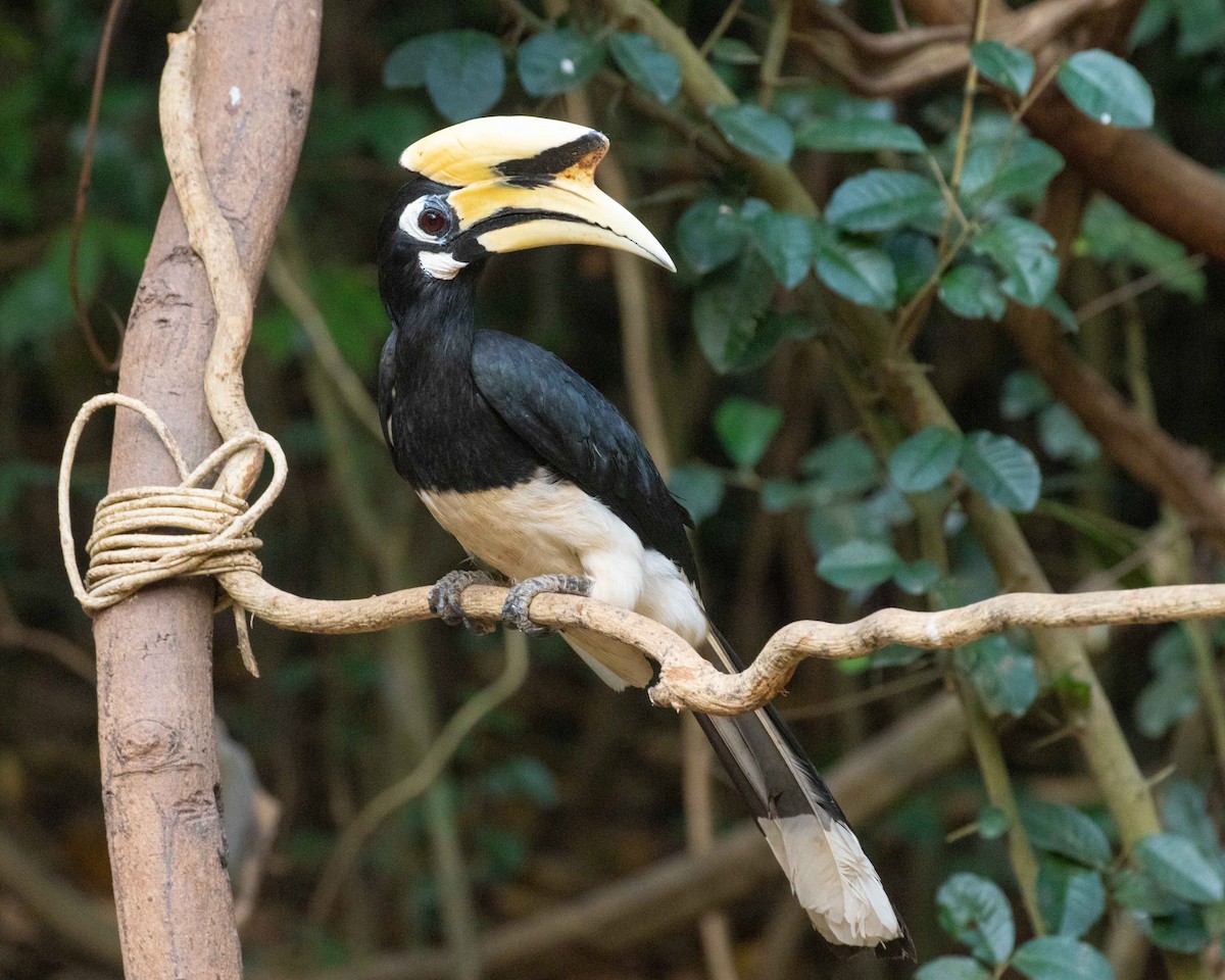 Oriental Pied-Hornbill - Dixie Sommers