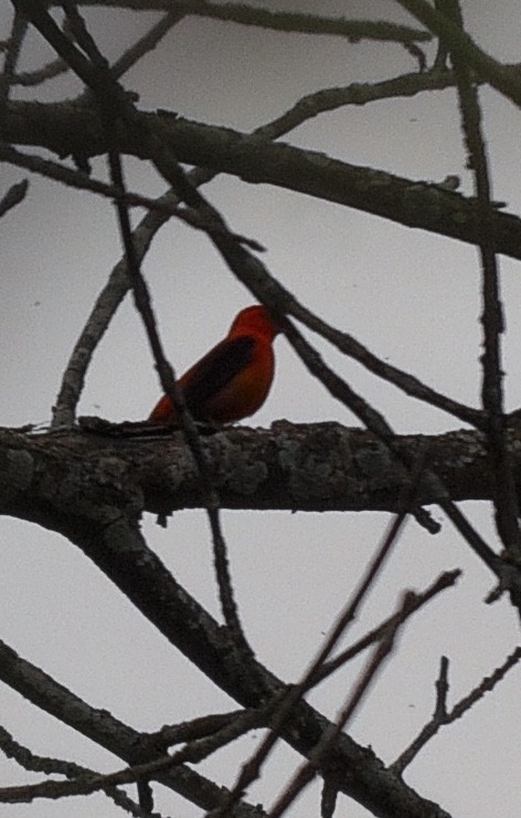 Scarlet Tanager - ML618447198