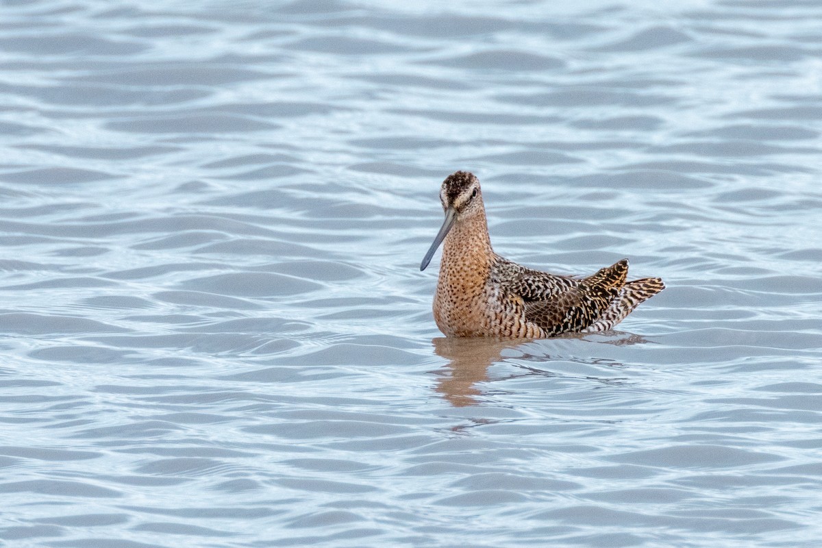 Long-billed Dowitcher - ML618447226