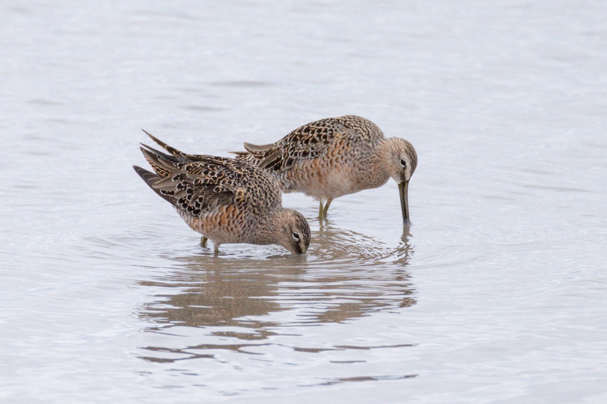 Long-billed Dowitcher - ML618447235