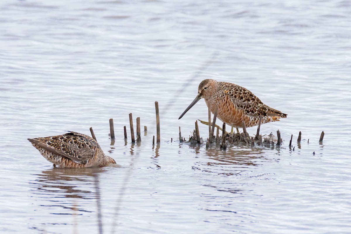Long-billed Dowitcher - ML618447239