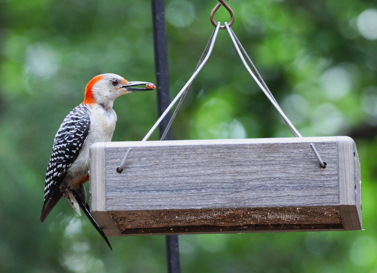 Red-bellied Woodpecker - ML618447257