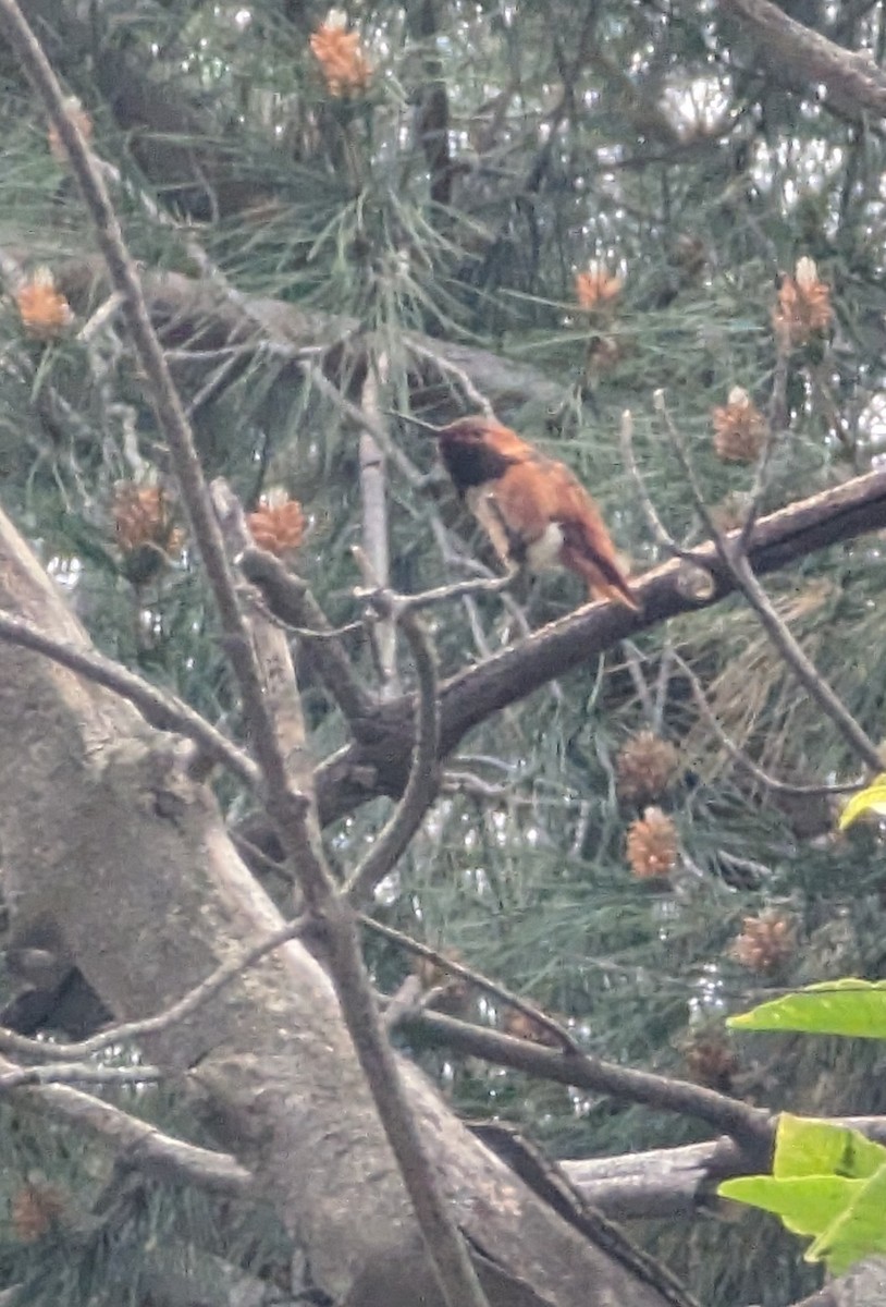 Rufous Hummingbird - ML618447300