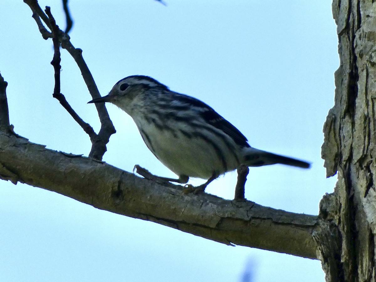 Black-and-white Warbler - ML618447302