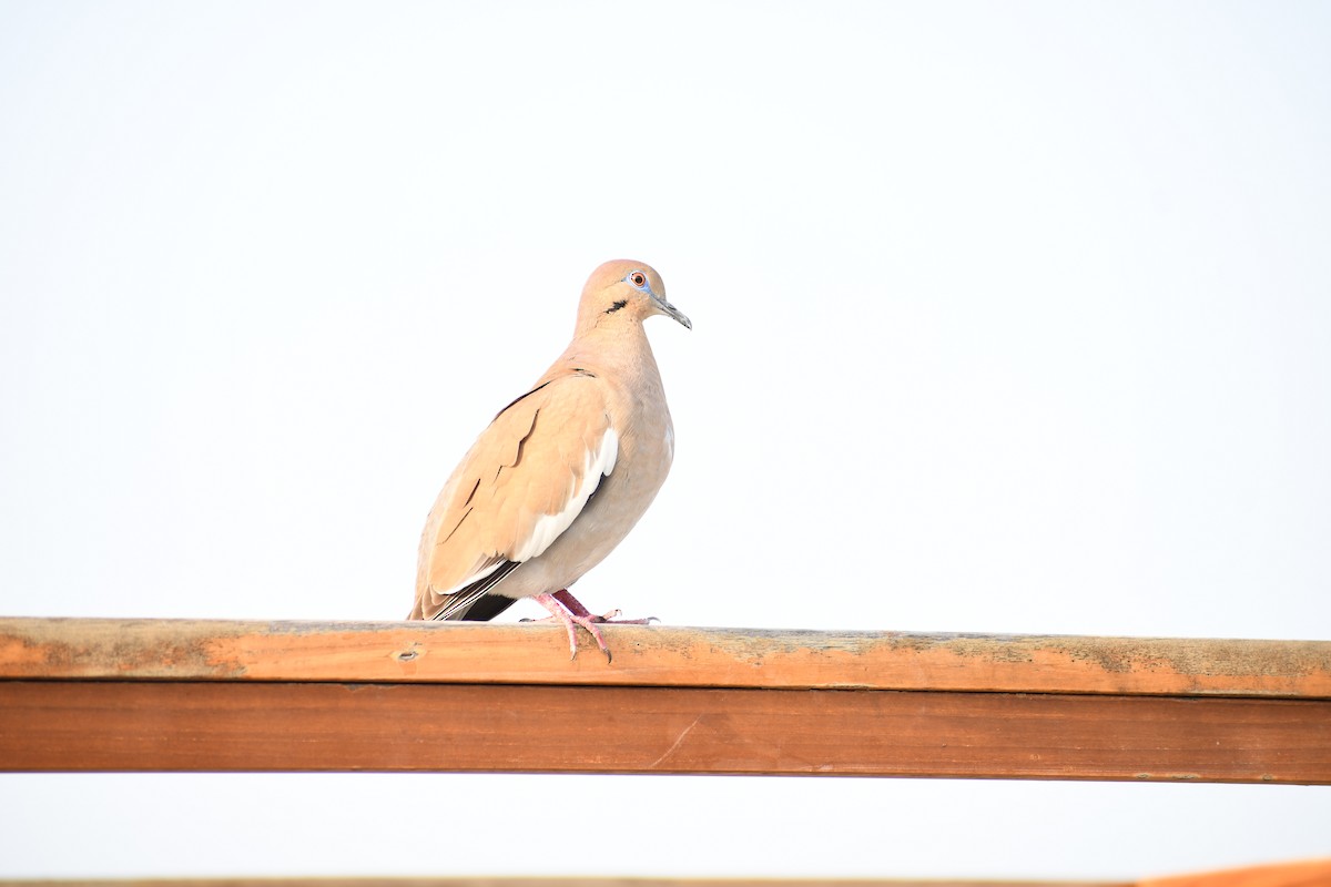 White-winged Dove - ML618447370
