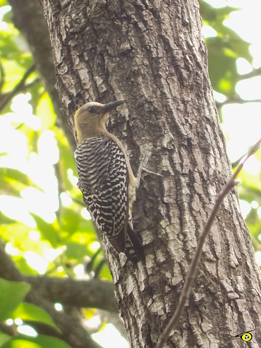 Hoffmann's Woodpecker - ML618447390