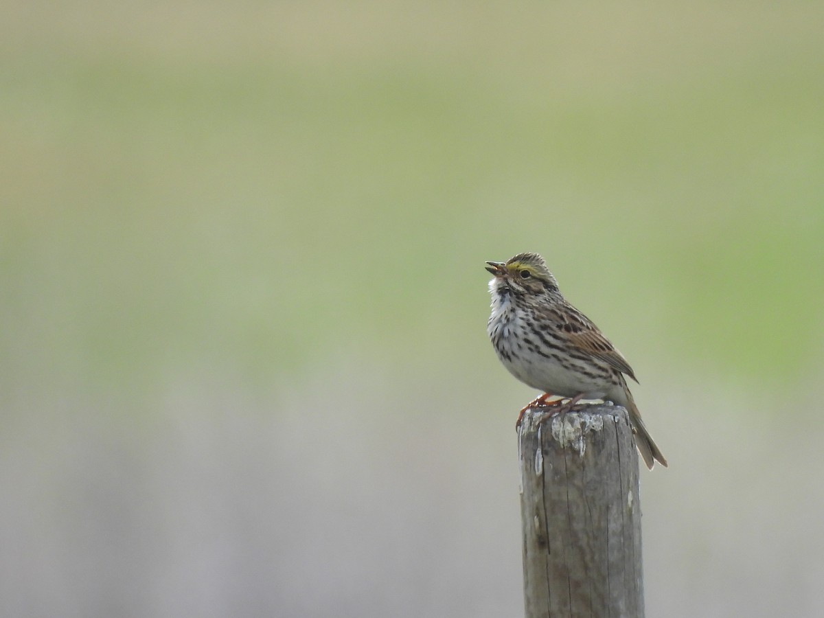 Savannah Sparrow - ML618447393