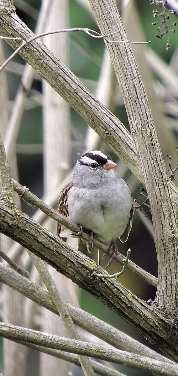 White-crowned Sparrow (leucophrys) - ML618447395