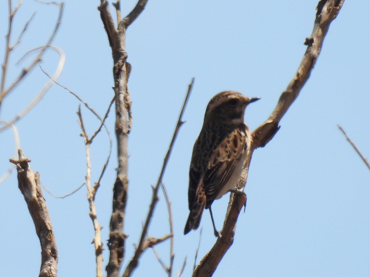 Whinchat - ML618447426