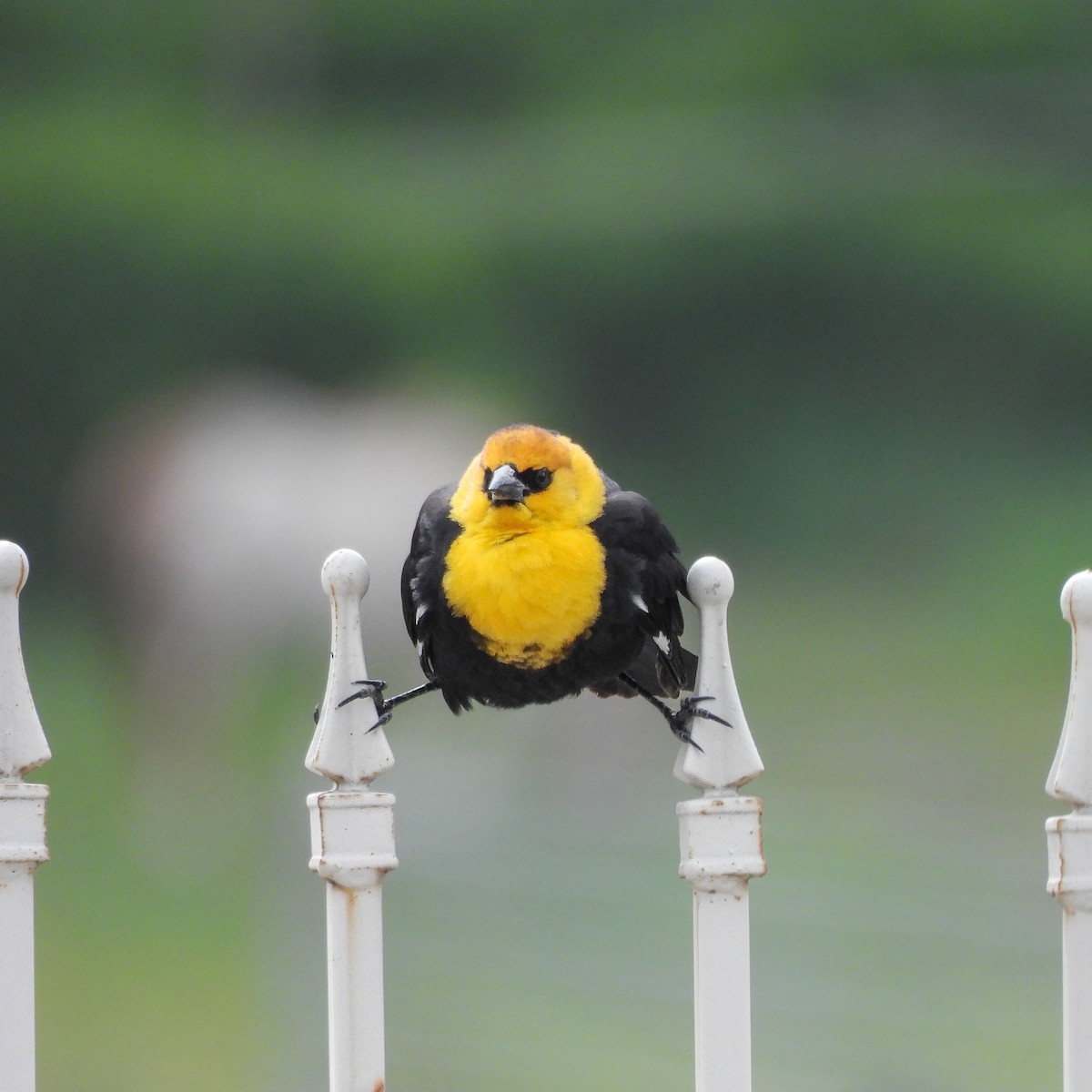 Yellow-headed Blackbird - ML618447433
