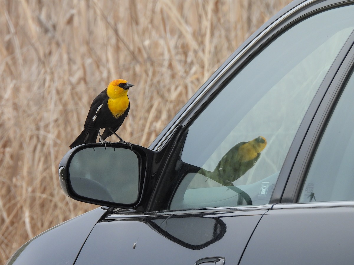 Yellow-headed Blackbird - ML618447434