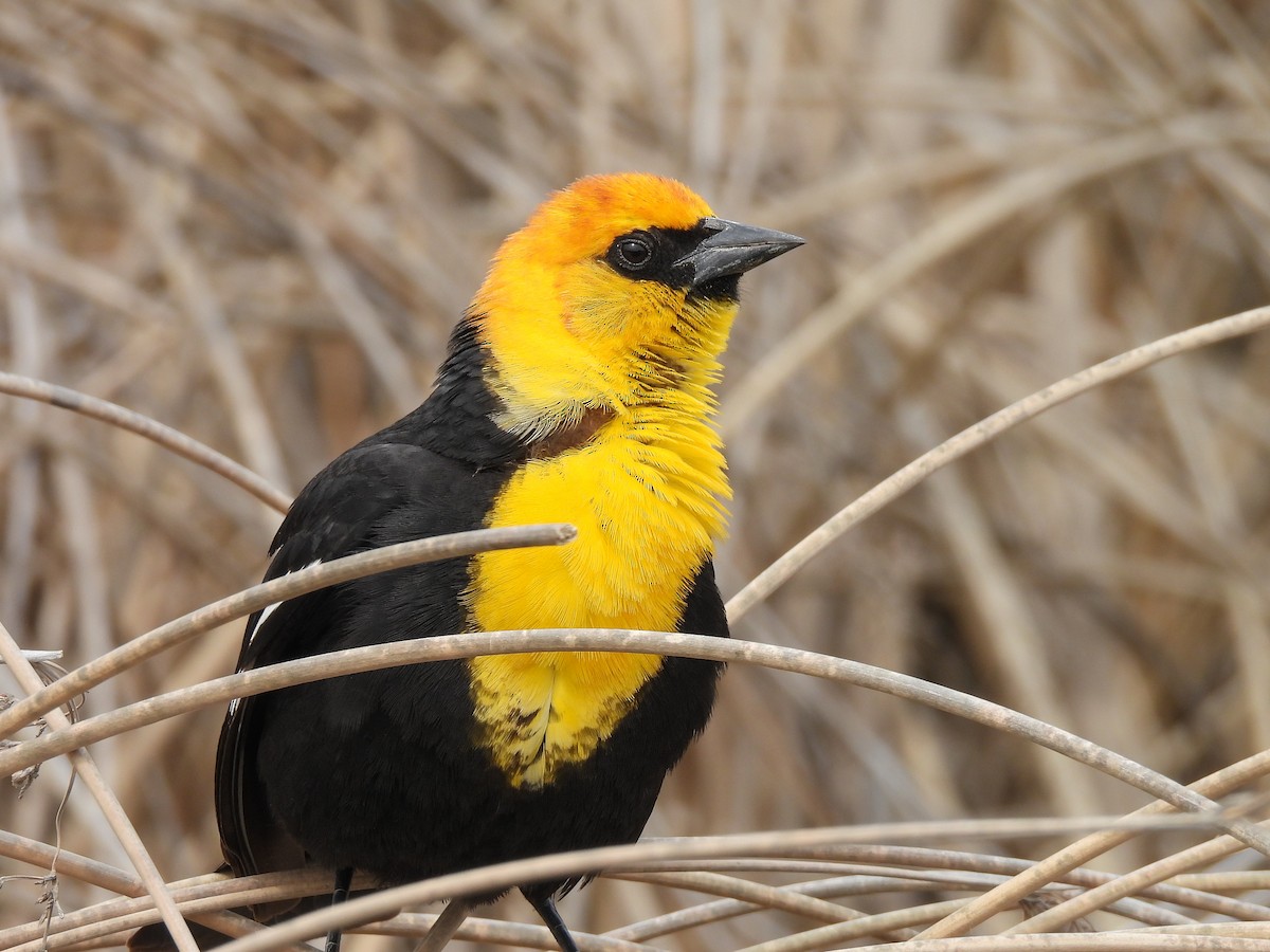 Yellow-headed Blackbird - ML618447435