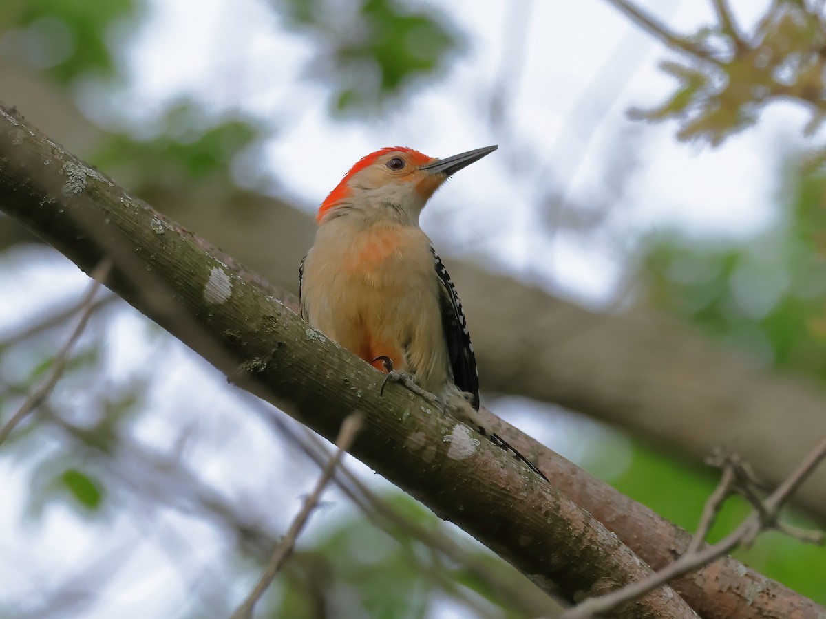 Red-bellied Woodpecker - ML618447456