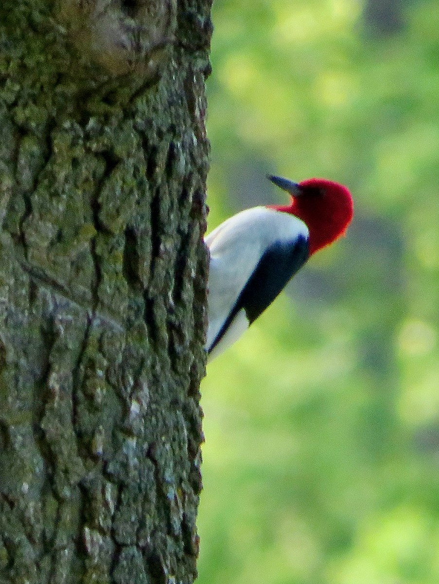 Red-headed Woodpecker - ML618447479