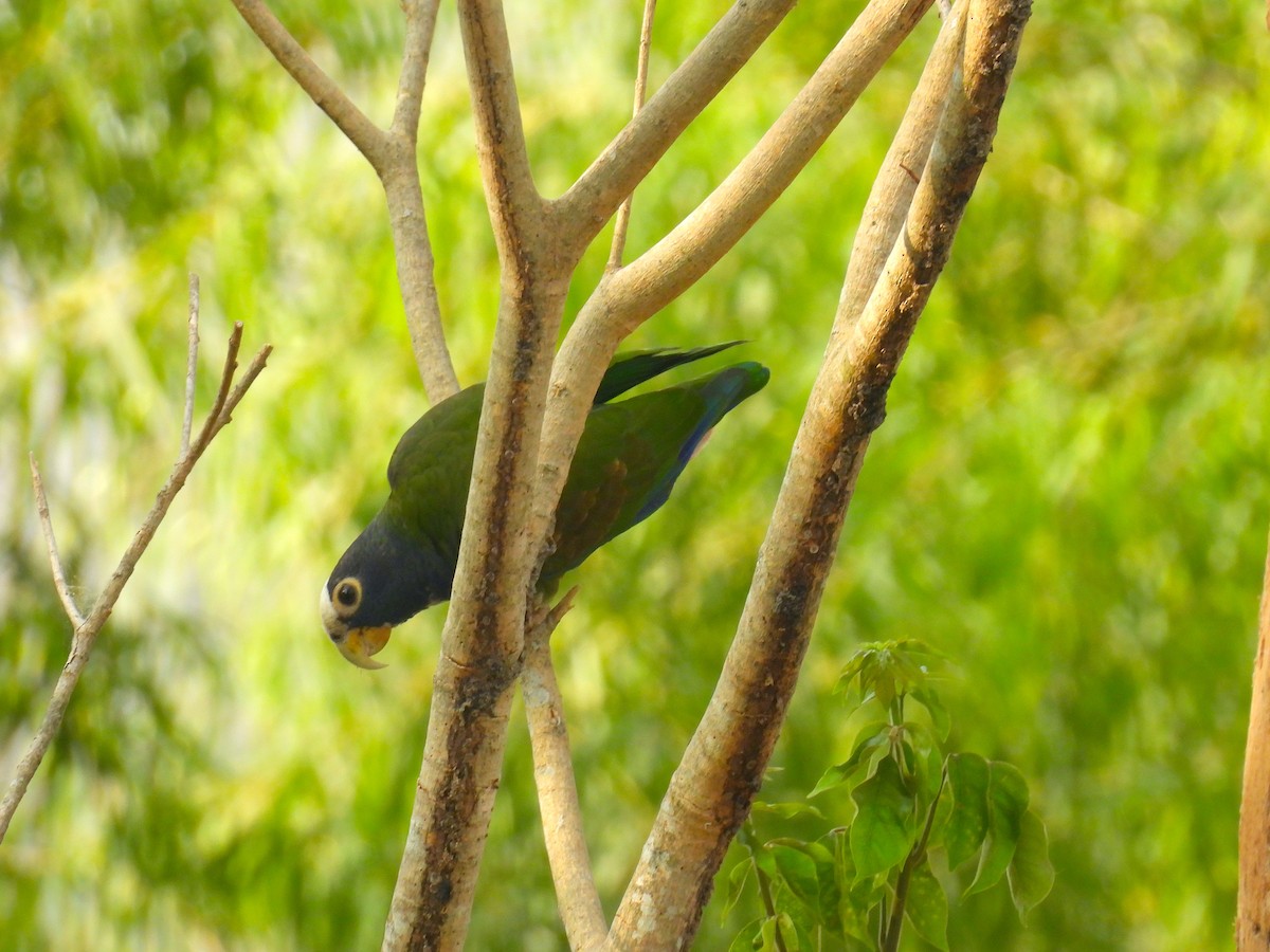 White-crowned Parrot - ML618447497
