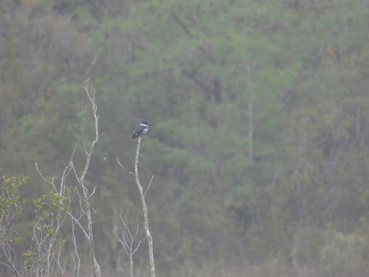 Belted Kingfisher - ML618447519