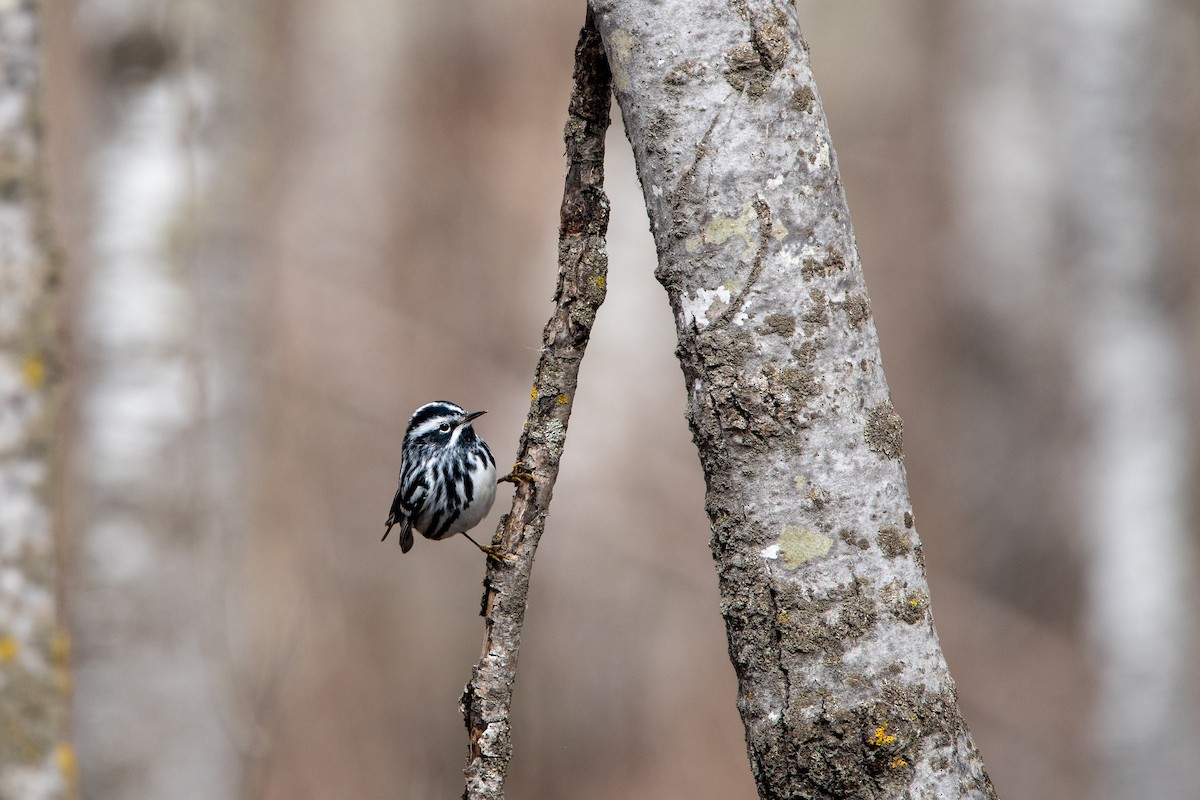 Black-and-white Warbler - ML618447530