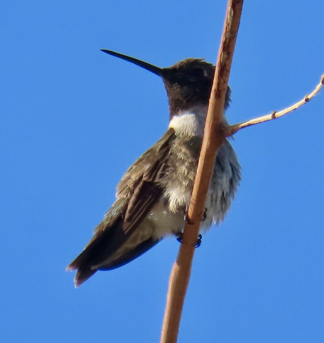 Black-chinned Hummingbird - ML618447550