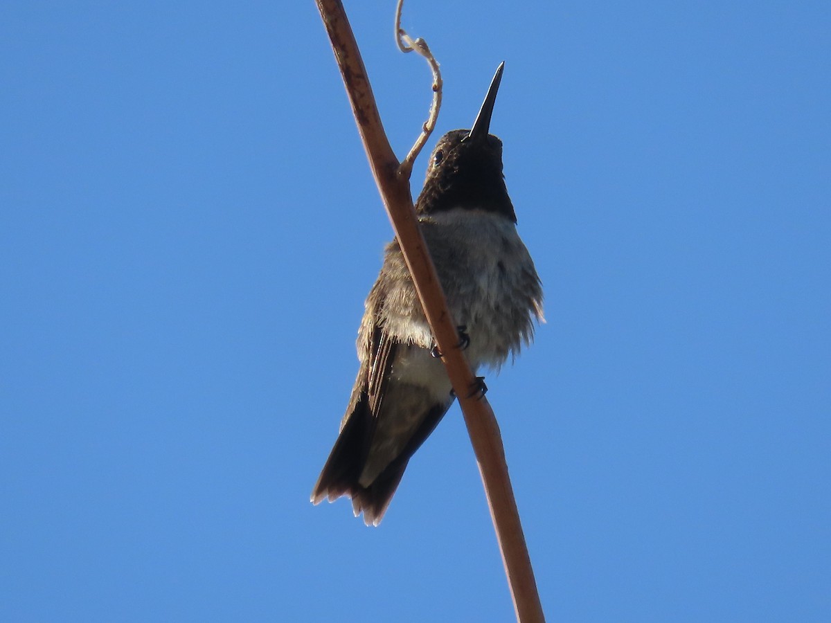 Black-chinned Hummingbird - ML618447551