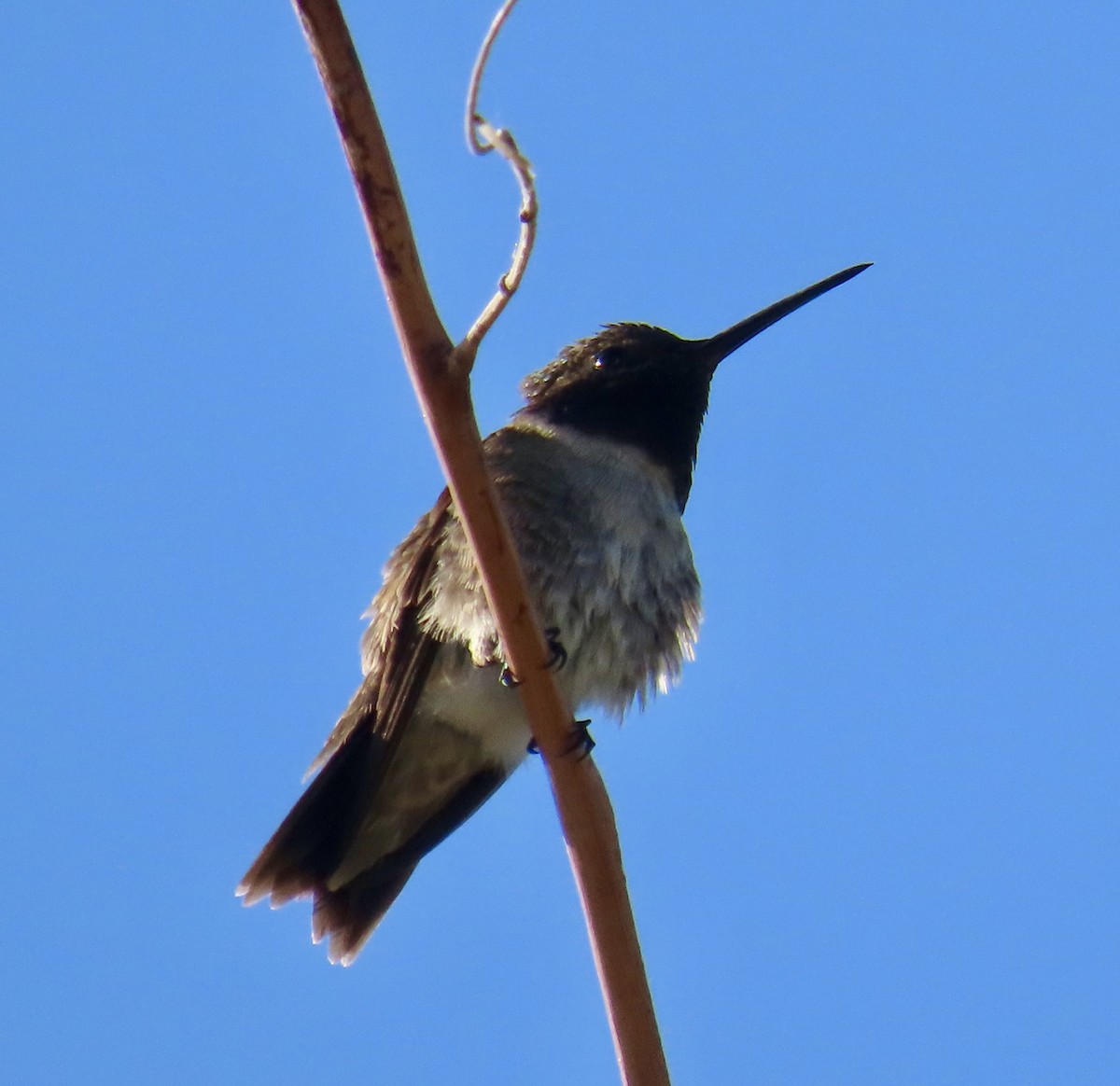 Black-chinned Hummingbird - ML618447552