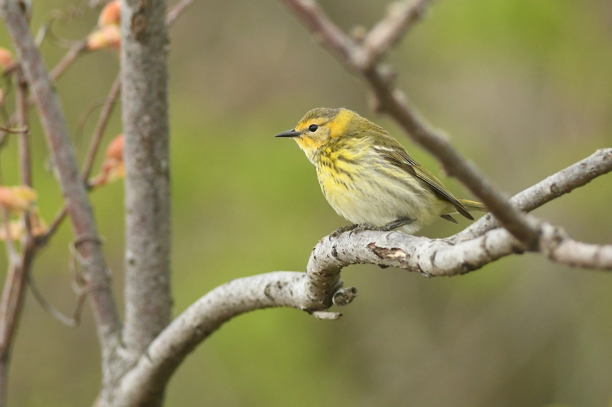 Cape May Warbler - ML618447656