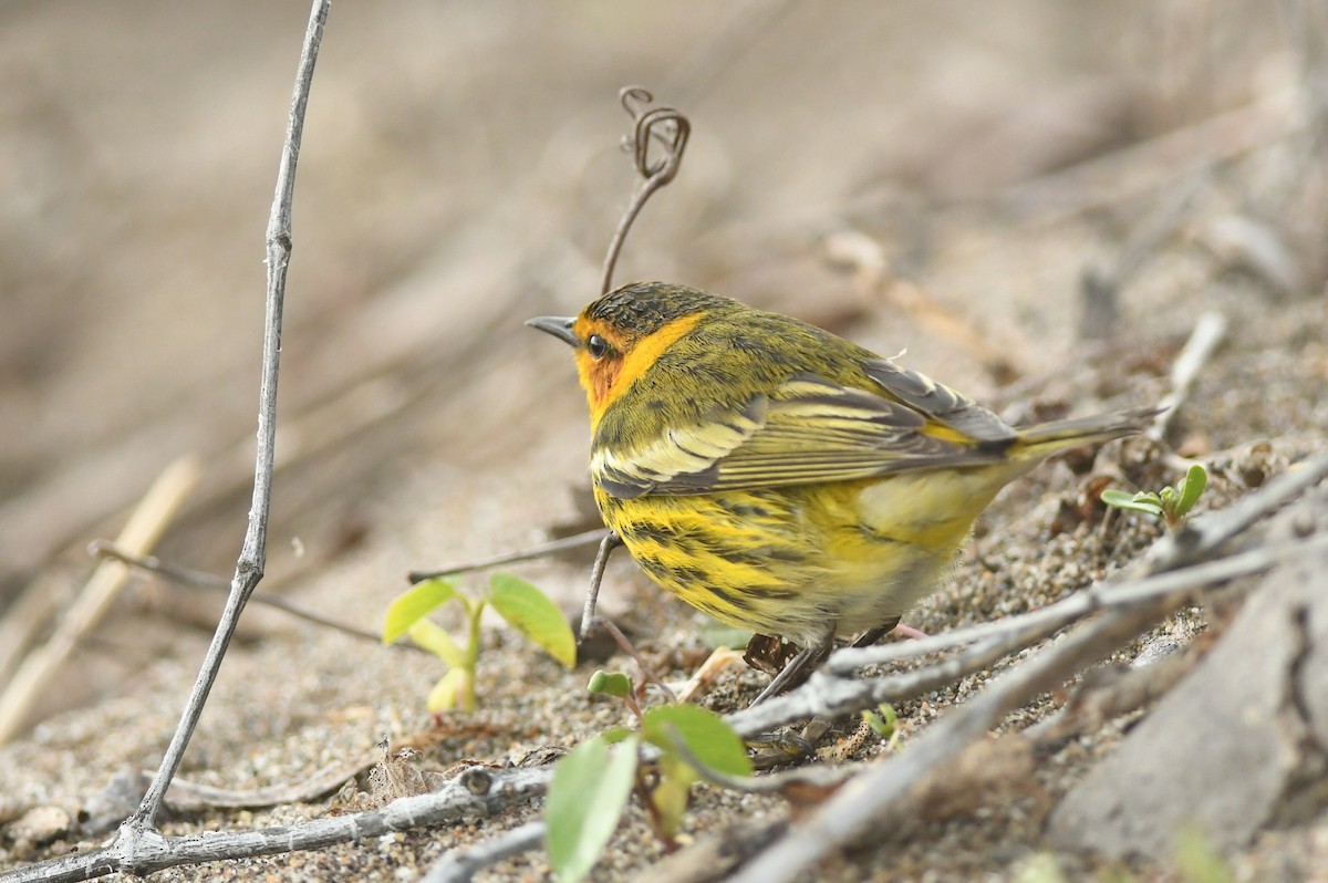 Cape May Warbler - ML618447657