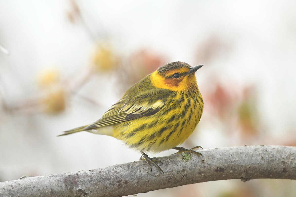 Cape May Warbler - ML618447667