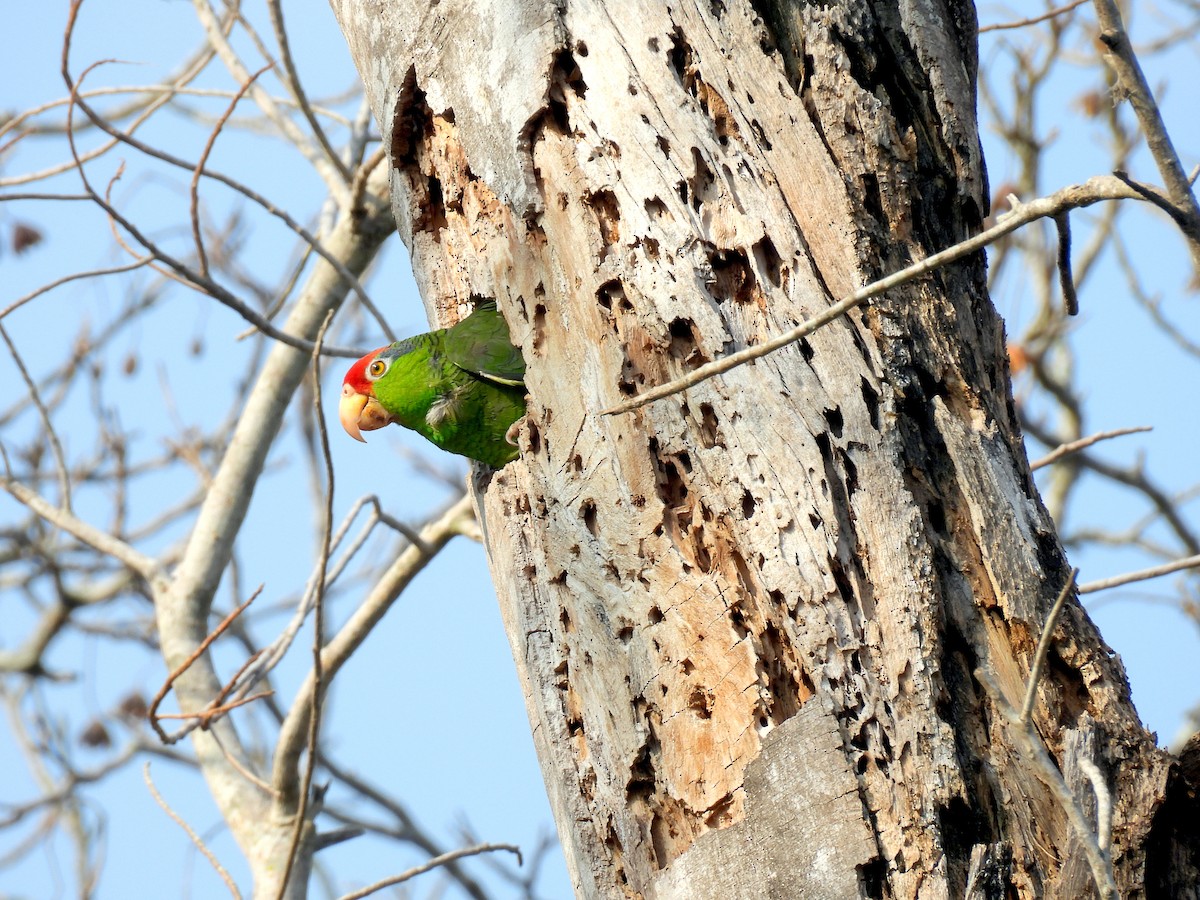 Red-crowned Parrot - ML618447682