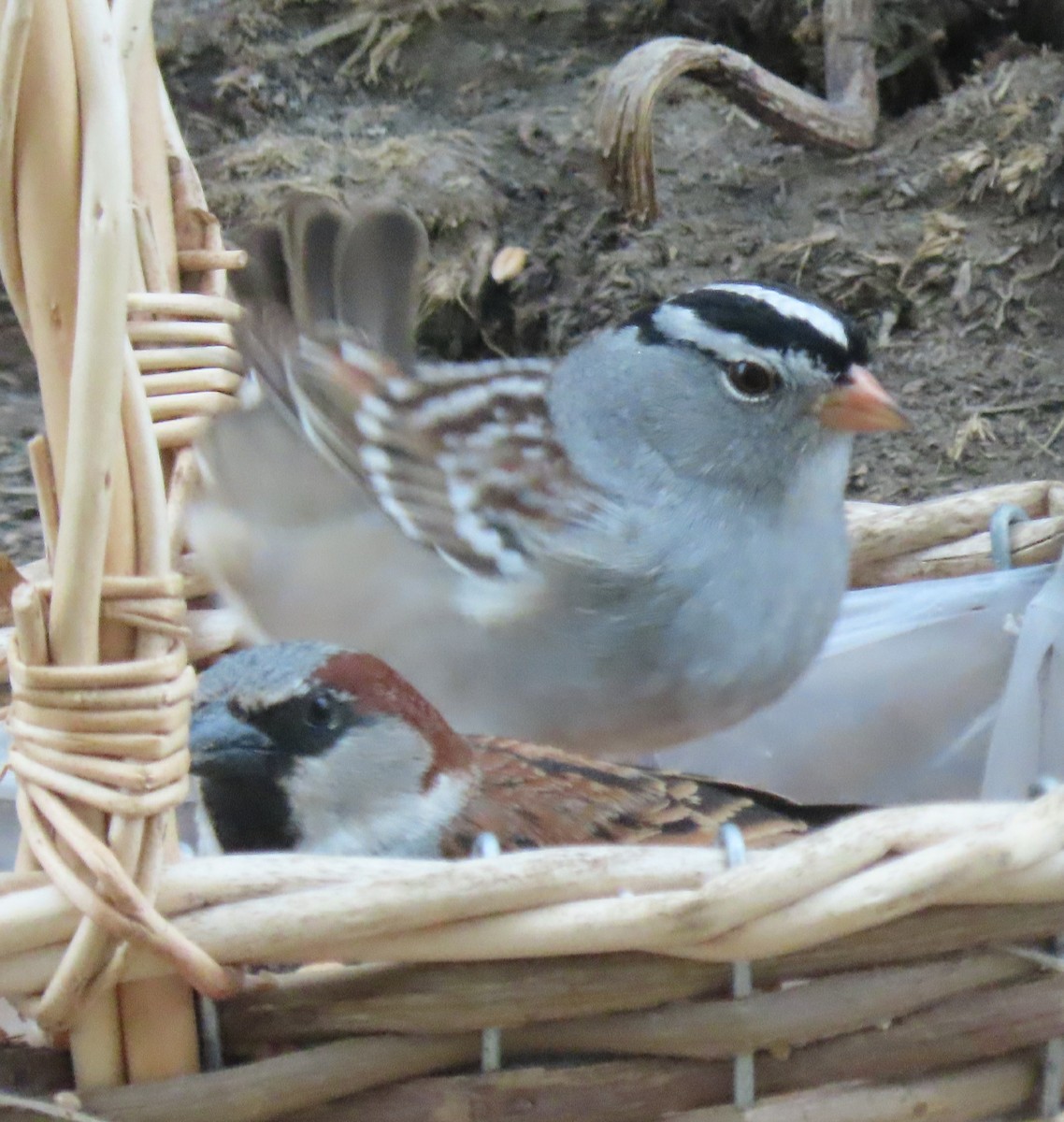White-crowned Sparrow - Laurie Koepke
