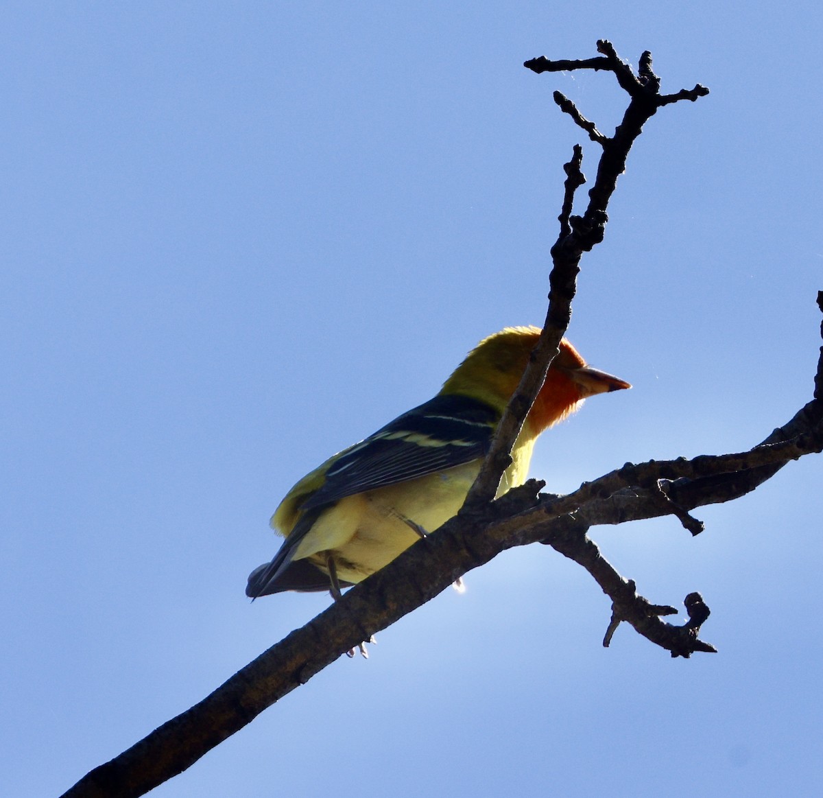 Western Tanager - ML618447722