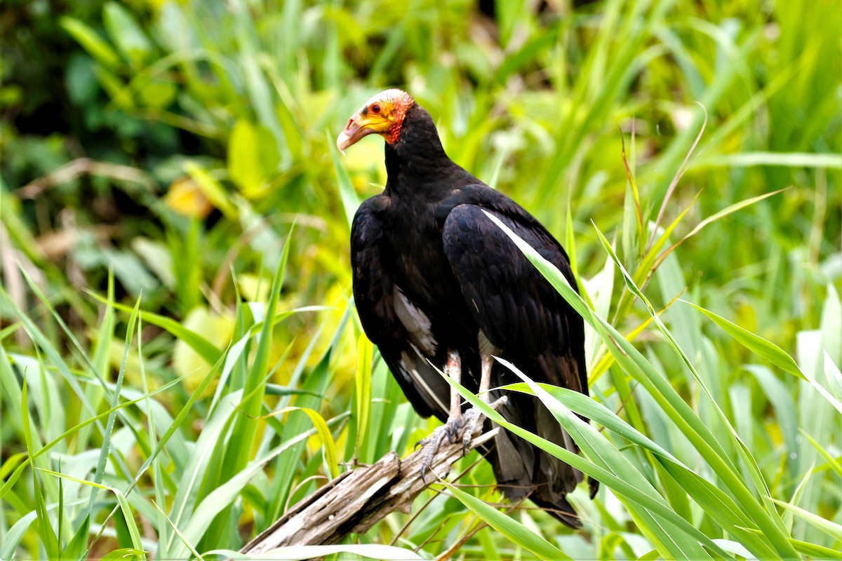 Lesser Yellow-headed Vulture - ML618447766