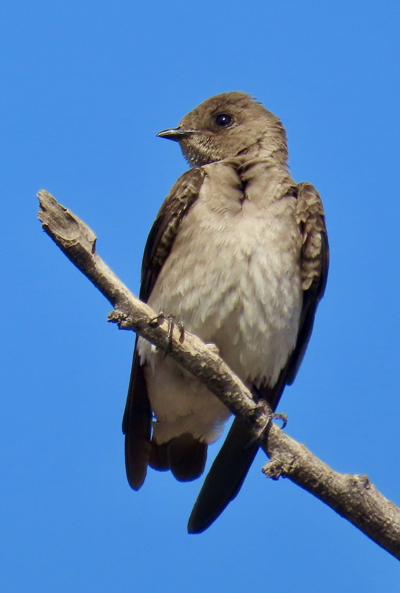 Northern Rough-winged Swallow - ML618447794