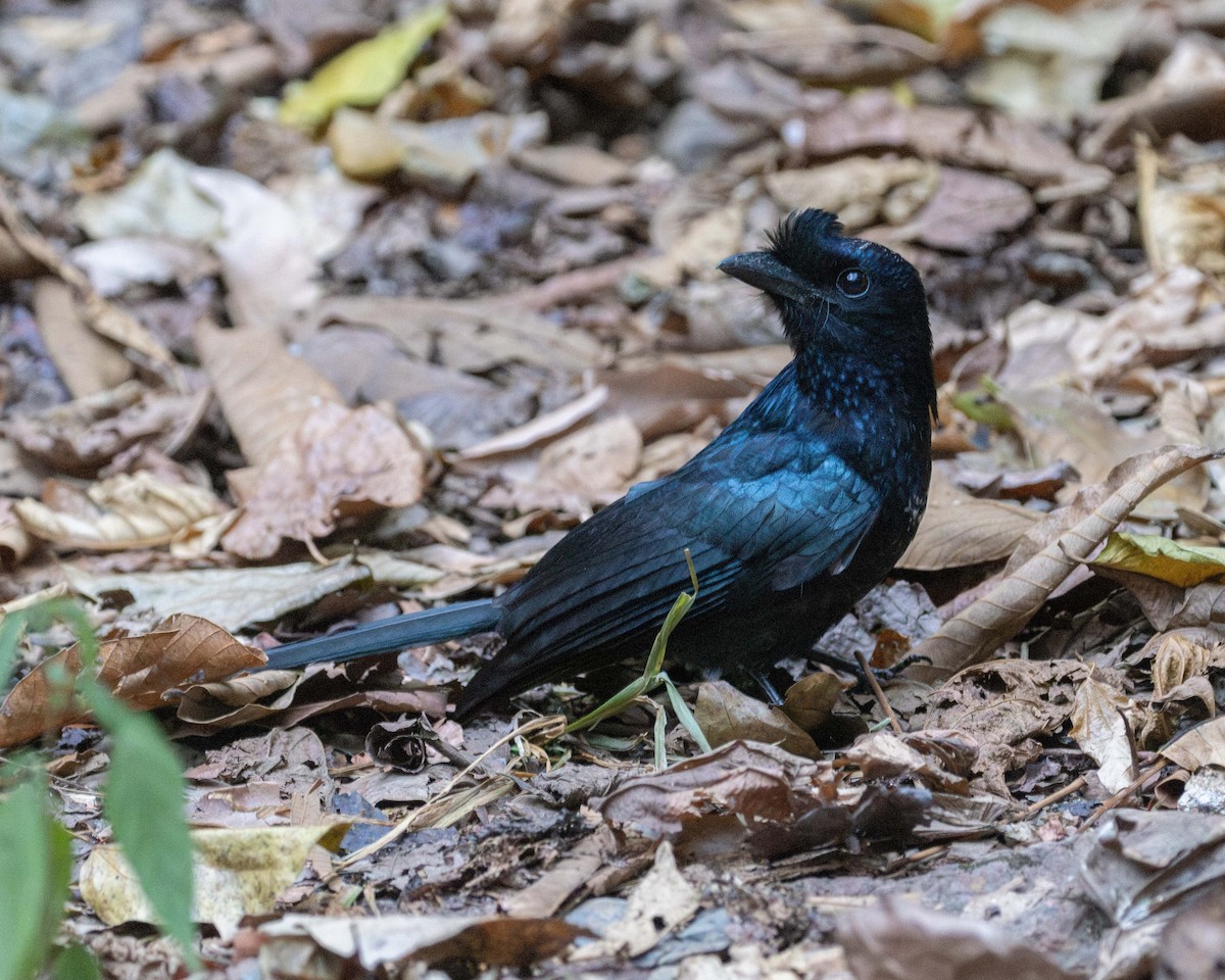 Greater Racket-tailed Drongo - Dixie Sommers
