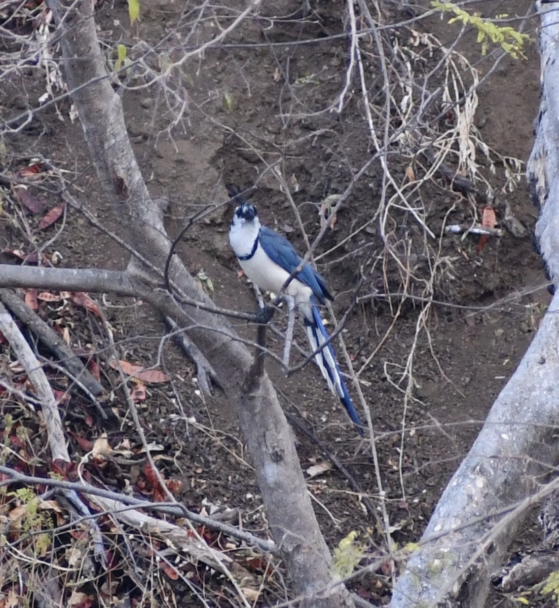 White-throated Magpie-Jay - ML618447798