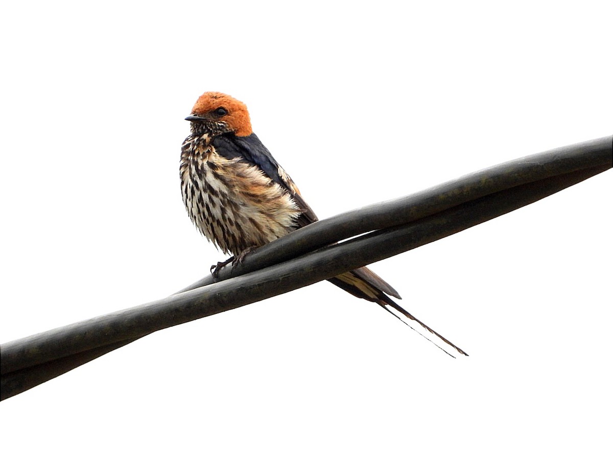 Lesser Striped Swallow - ML618447839