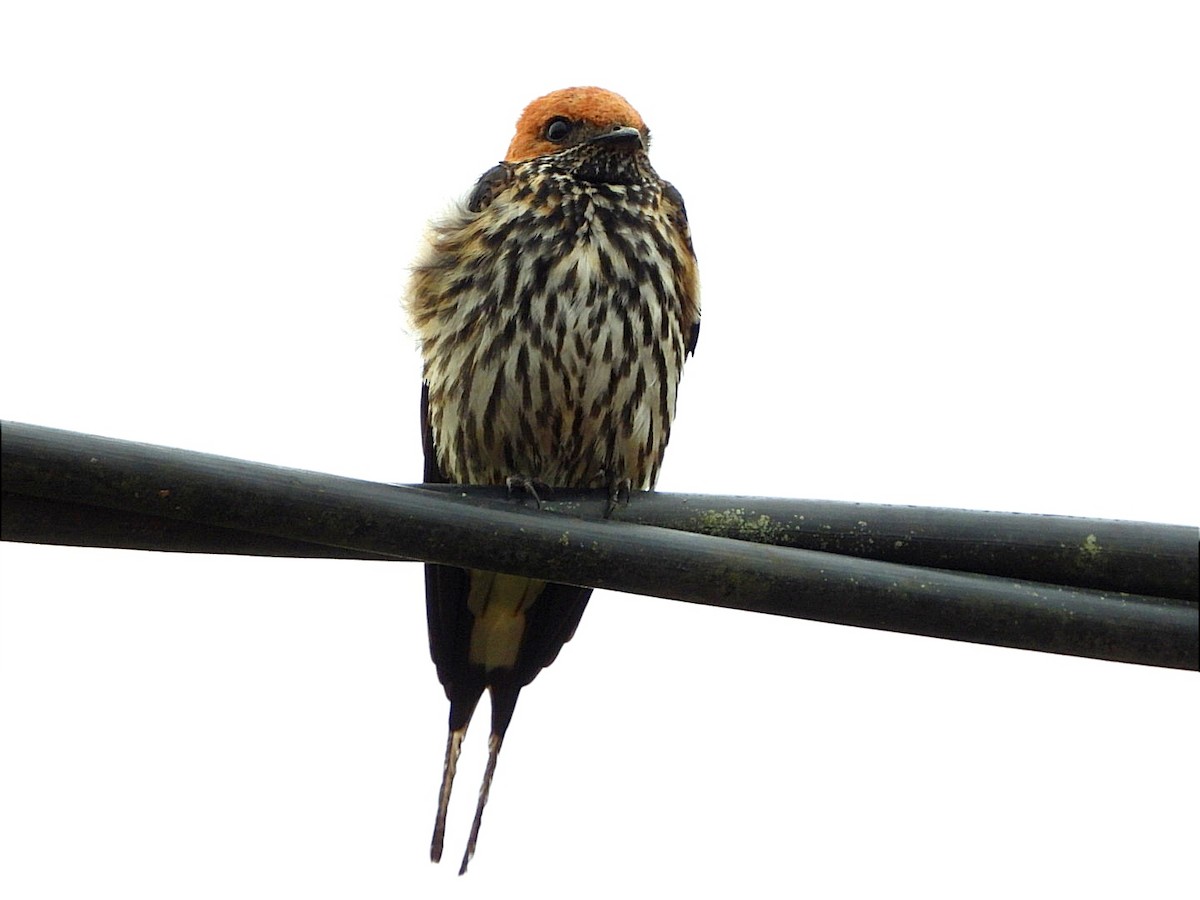 Lesser Striped Swallow - ML618447841
