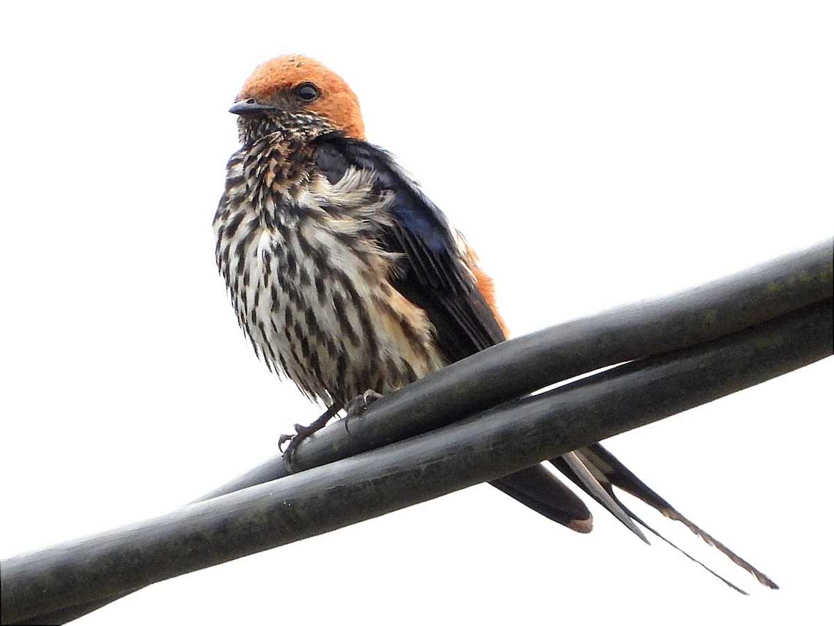Lesser Striped Swallow - ML618447844