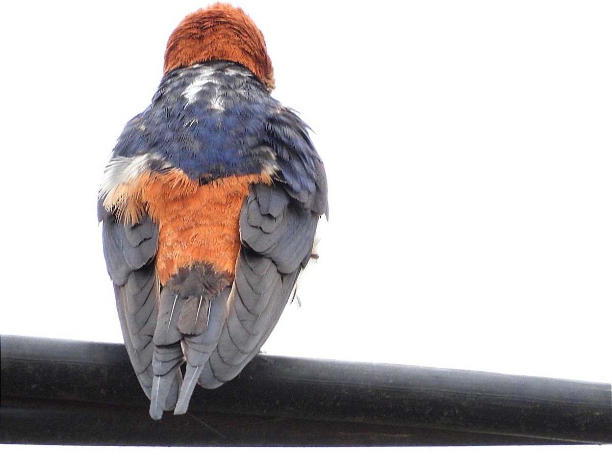 Lesser Striped Swallow - ML618447845