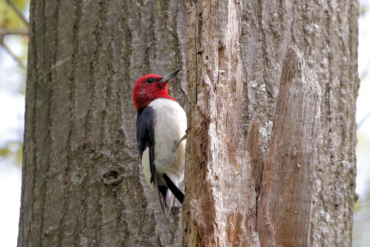 Red-headed Woodpecker - ML618447876