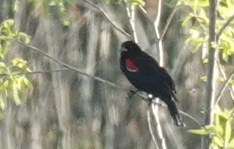 Red-winged Blackbird - ML618447904