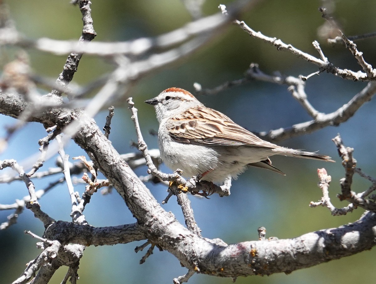 Chipping Sparrow - ML618447907