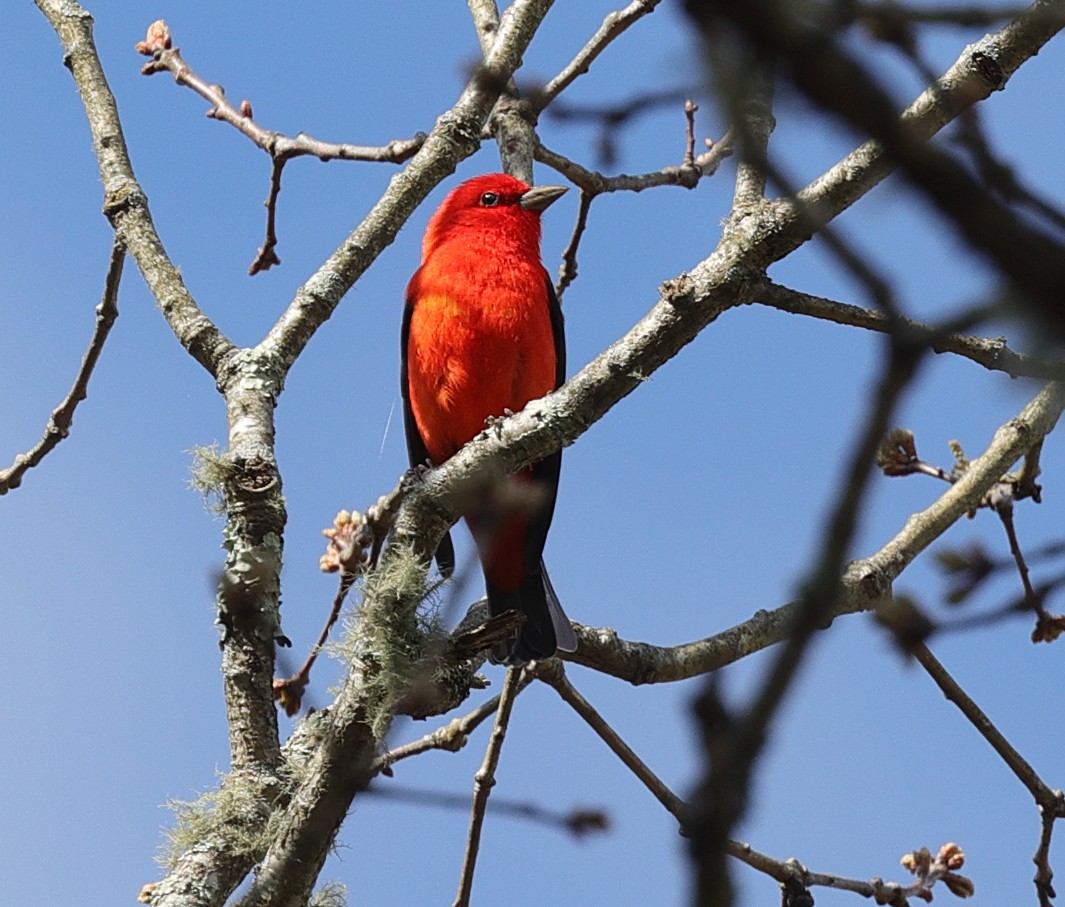 Scarlet Tanager - ML618447931